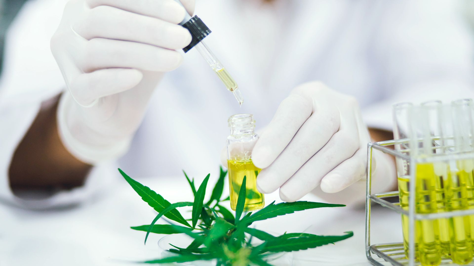 O Que é Cannabis Medicinal e Como Funciona na Odontologia