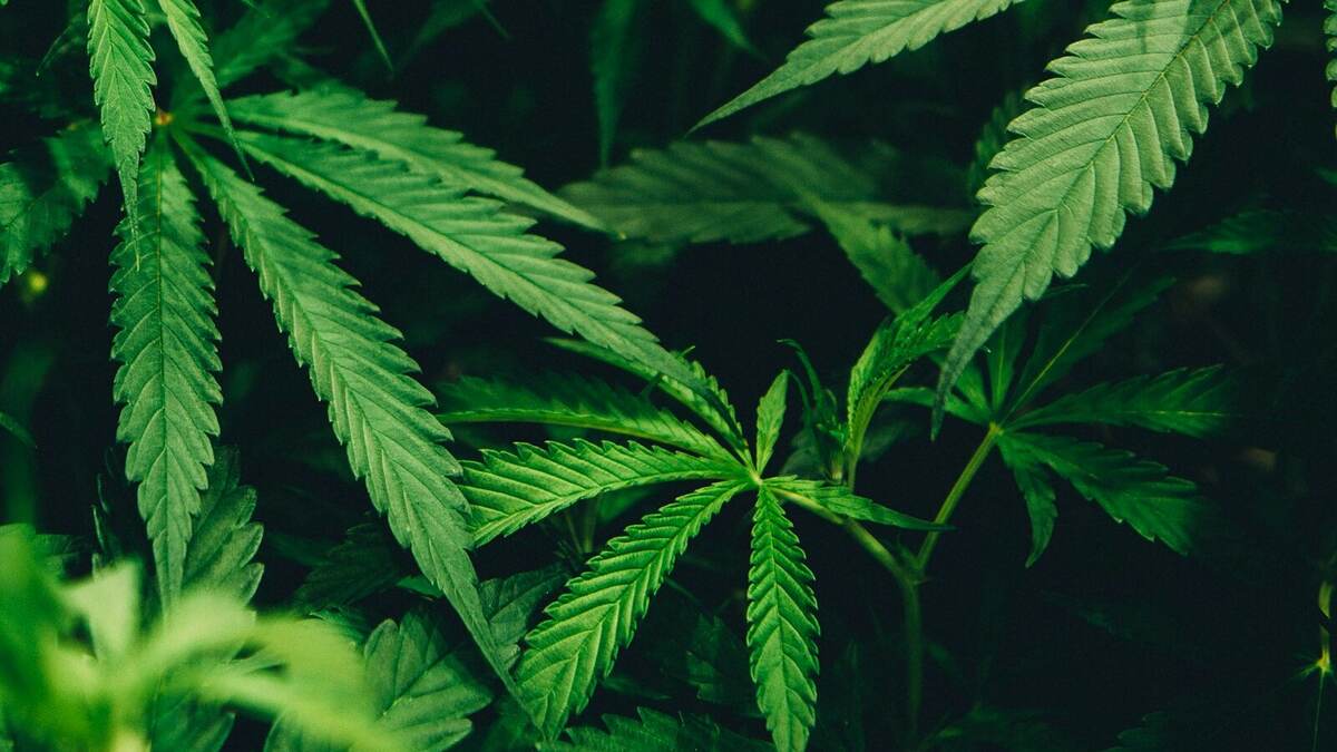 RDC 1.013/2026: o que muda com a nova regra de cultivo de Cannabis Medicinal no Brasil